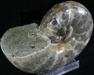Polished Anapuzosia Ammonite Fossils #25208-2